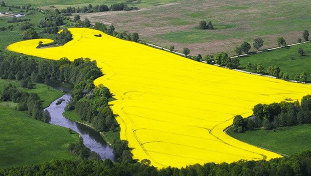 dificult-fields-services